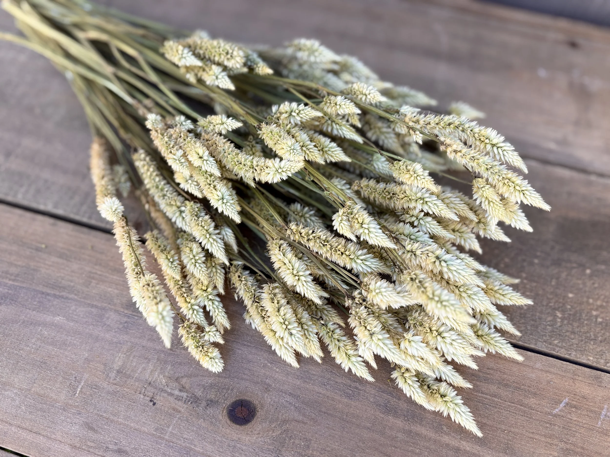 White Dried Celosia Flowers