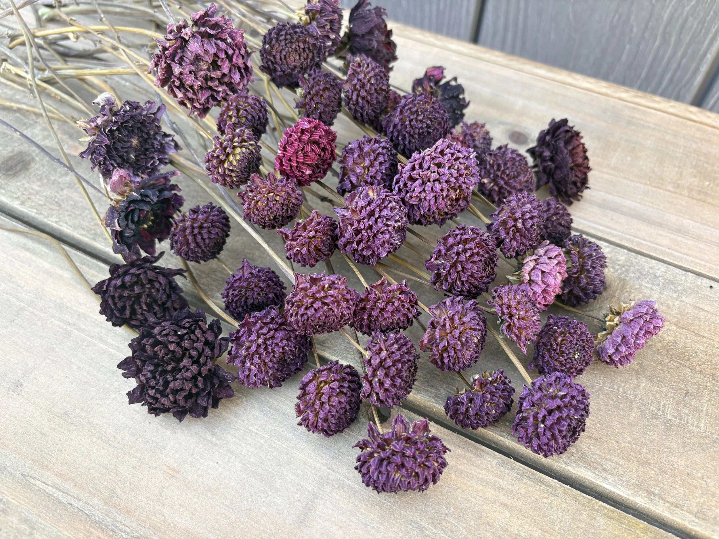 Burgundy, Deep Purple, Dark Red Dried Dahlia Flowers