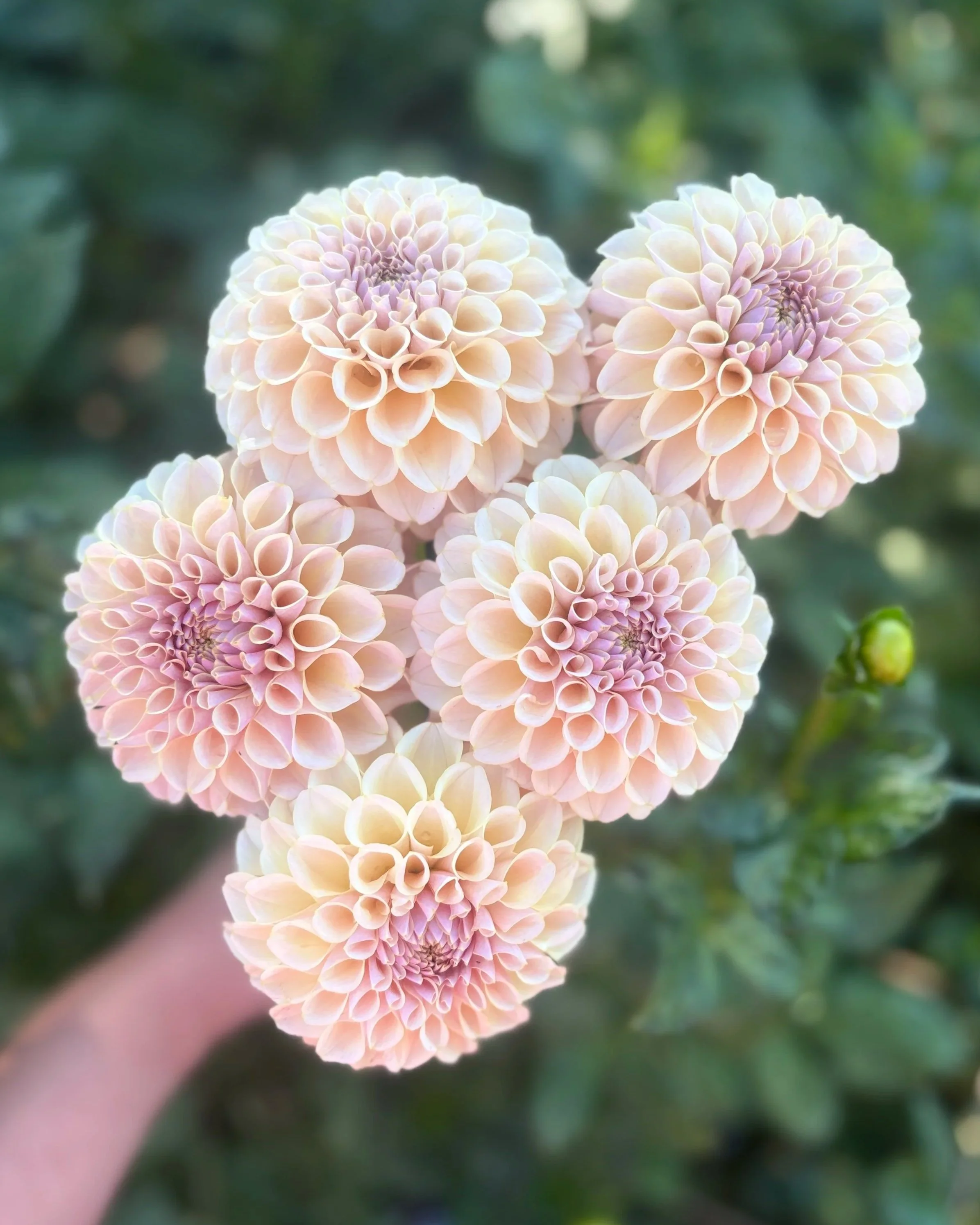 KA's Cinder Rose: Peach Blush Pink Cream Dahlia Flower