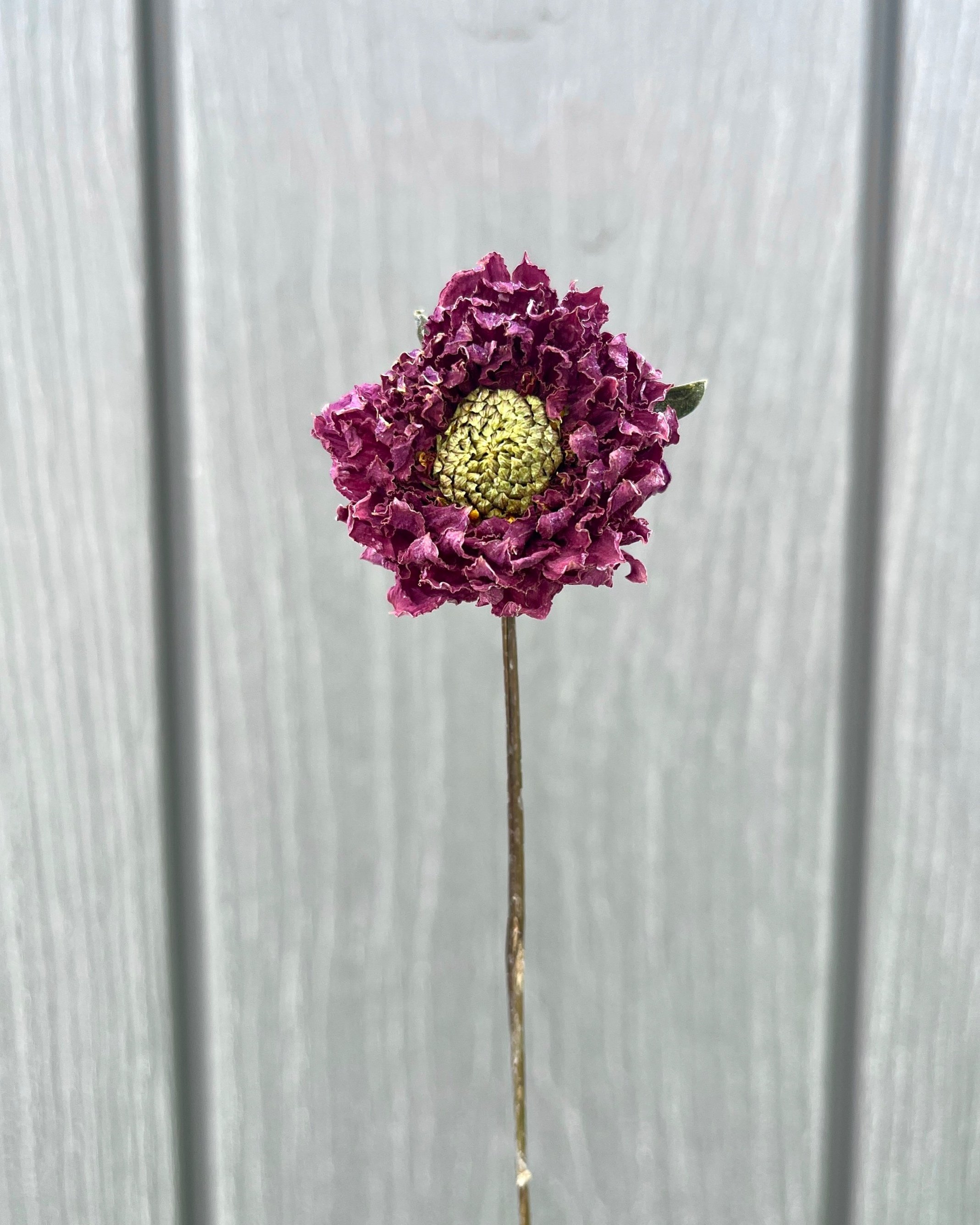 Purple Dried Dahlia Flower
