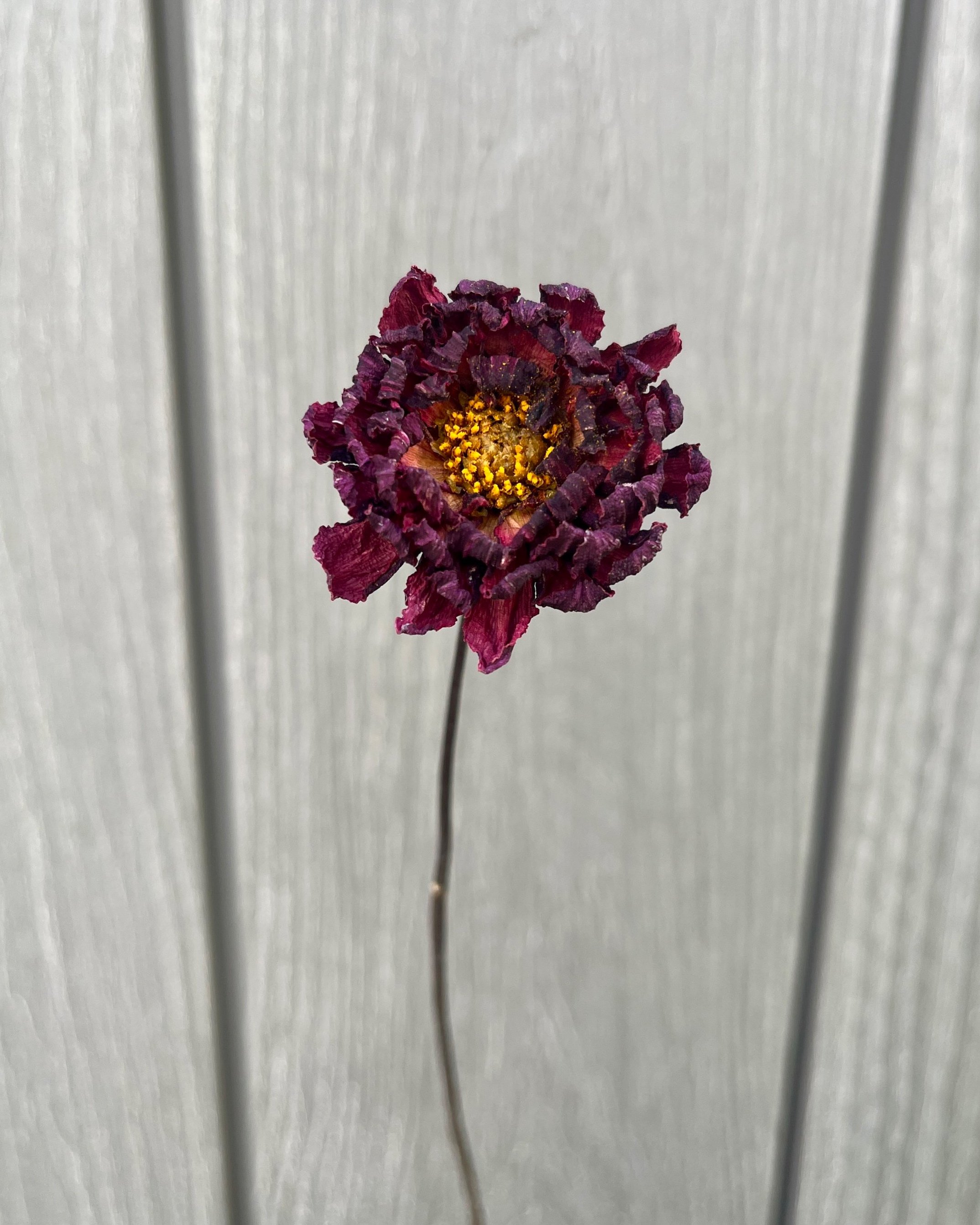 Dark Red Purple Dried Dahlia Flower