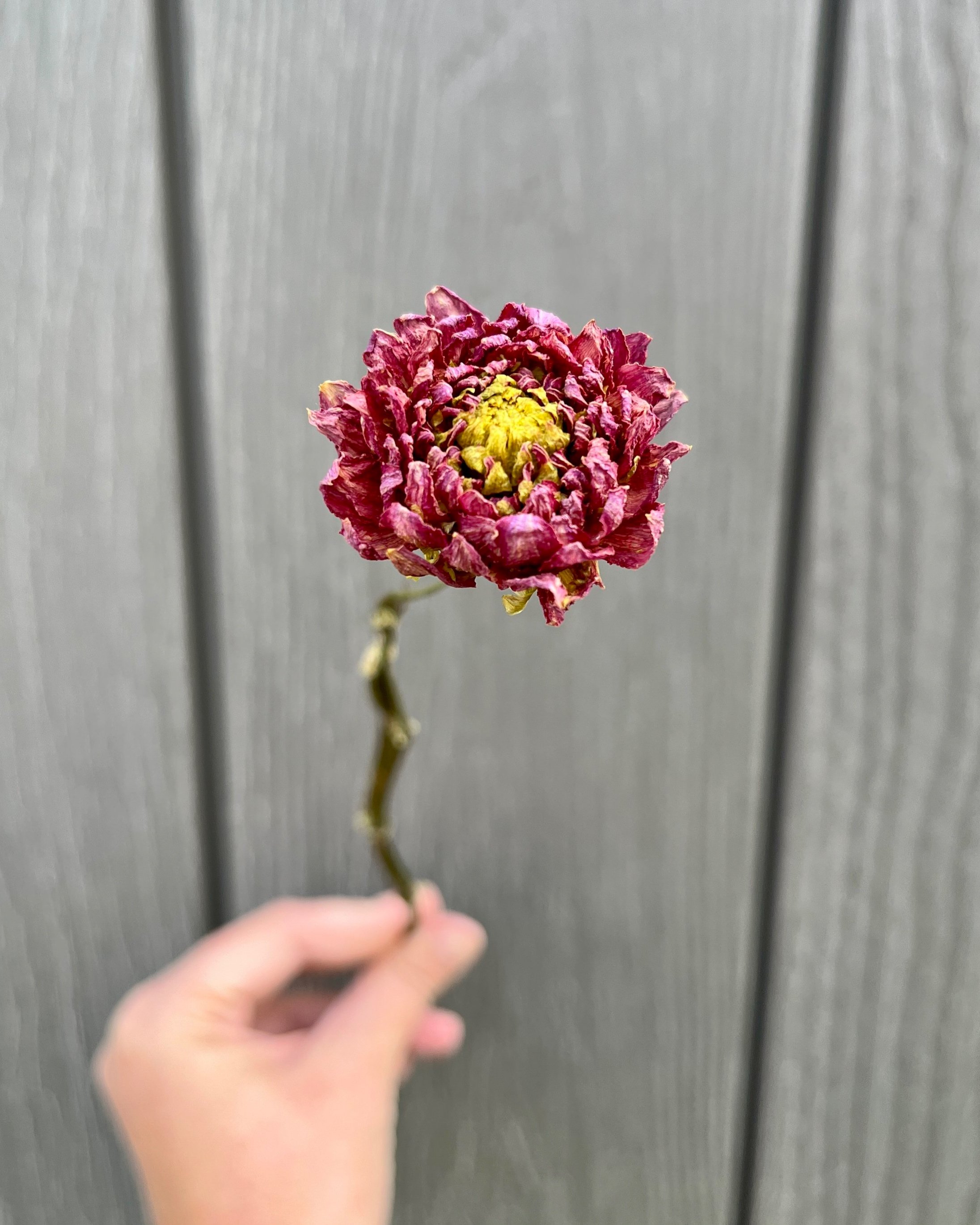 Pink Purple Dried Dahlia Flower