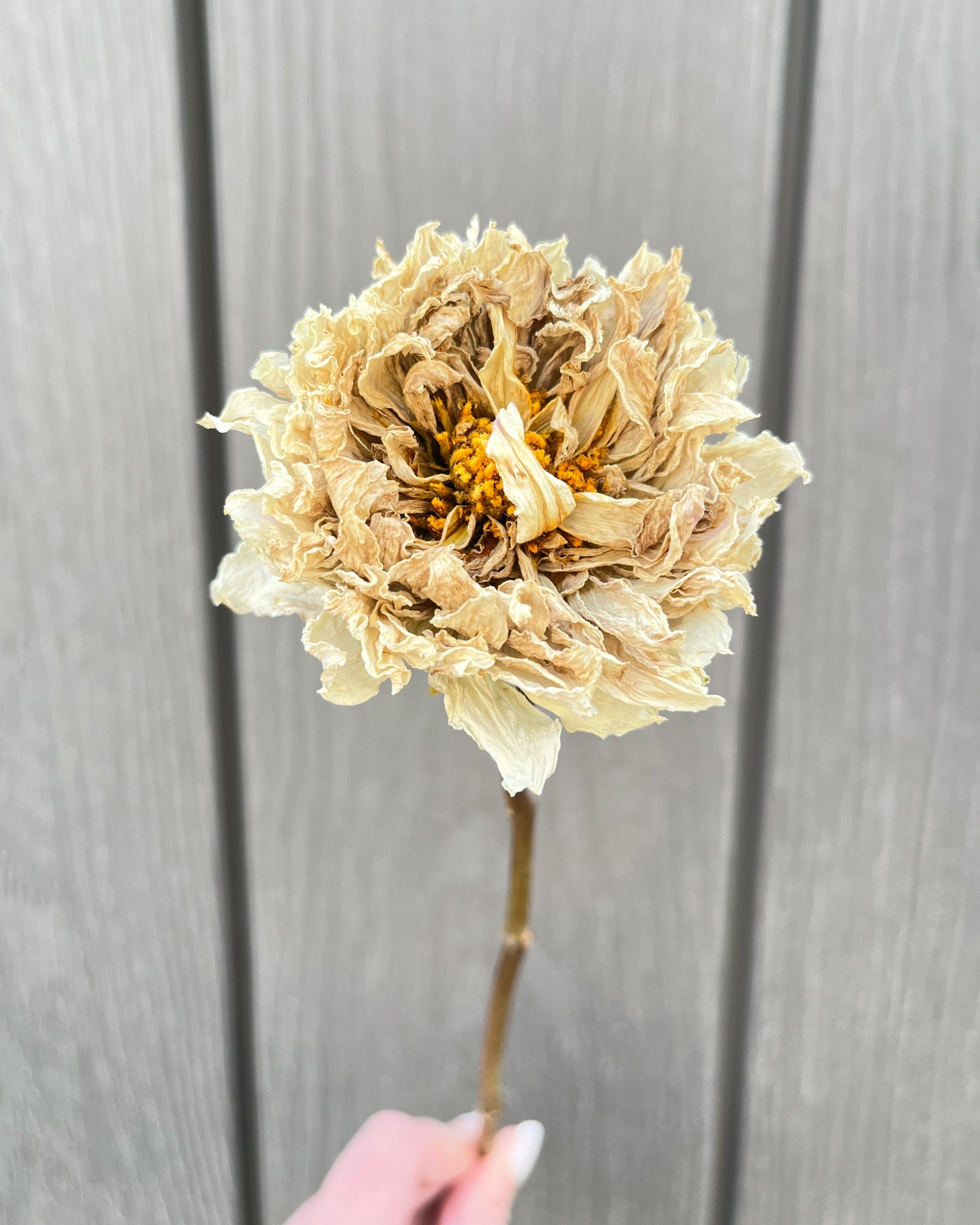 Cream Dried Dahlia Flower