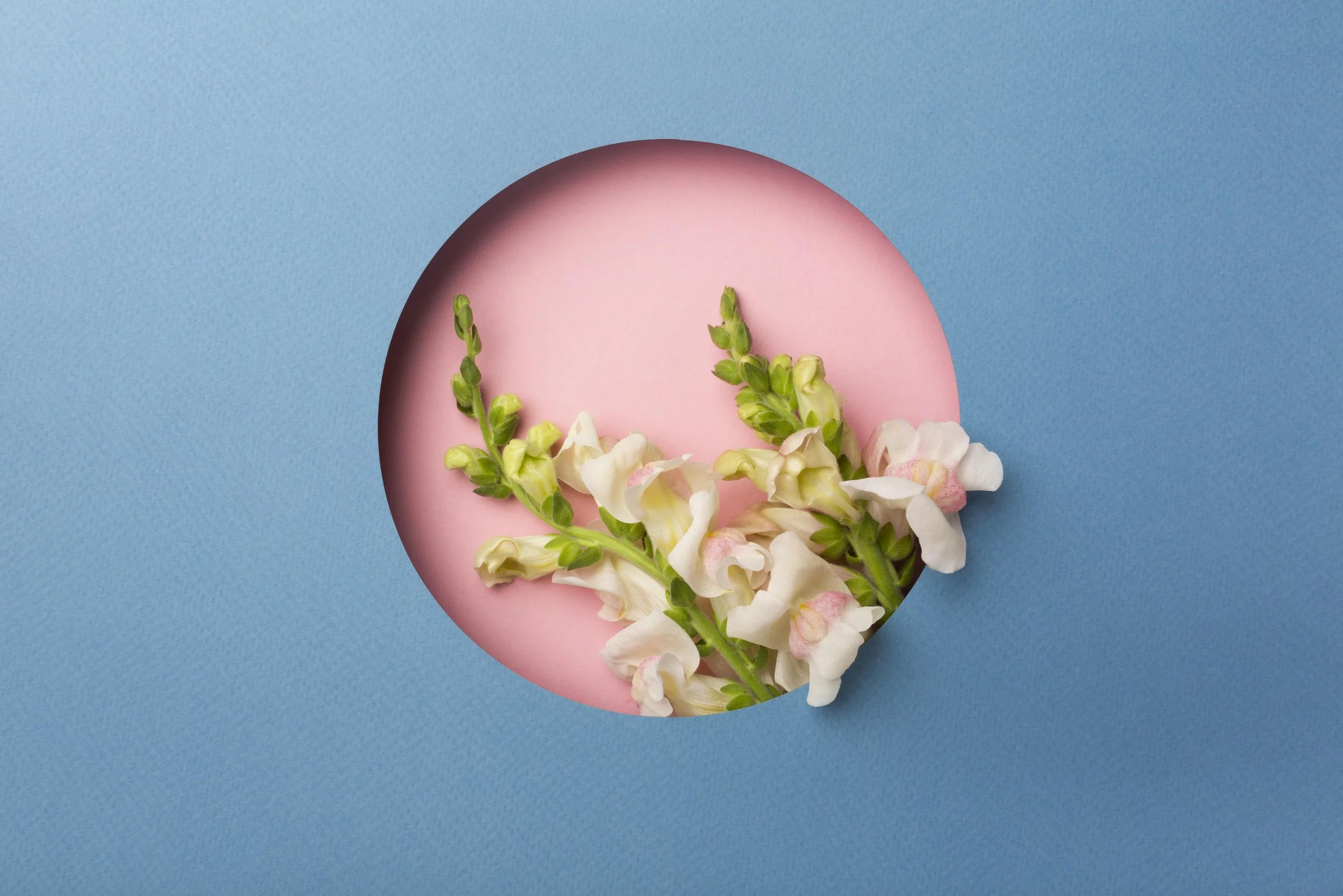 White and pink flowers with green leaves on a pink circular base, viewed through a hole in a blue surface.
