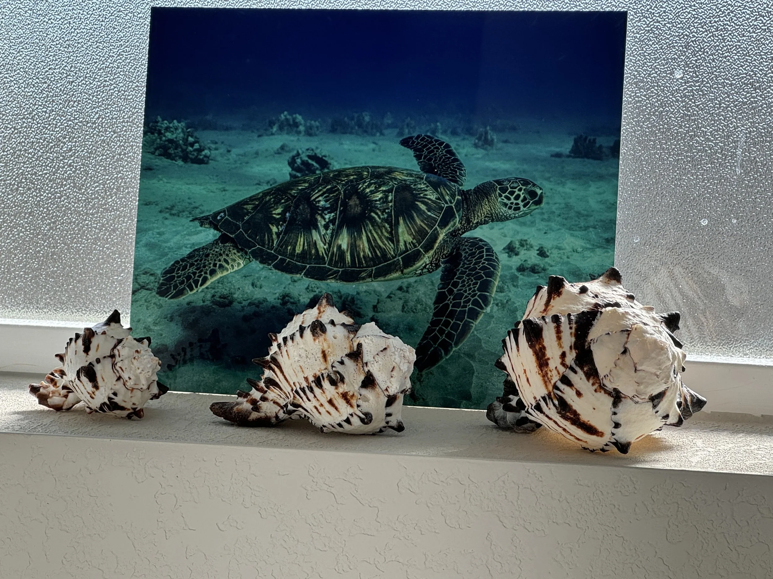 EXPELSHELL: A story of relief…