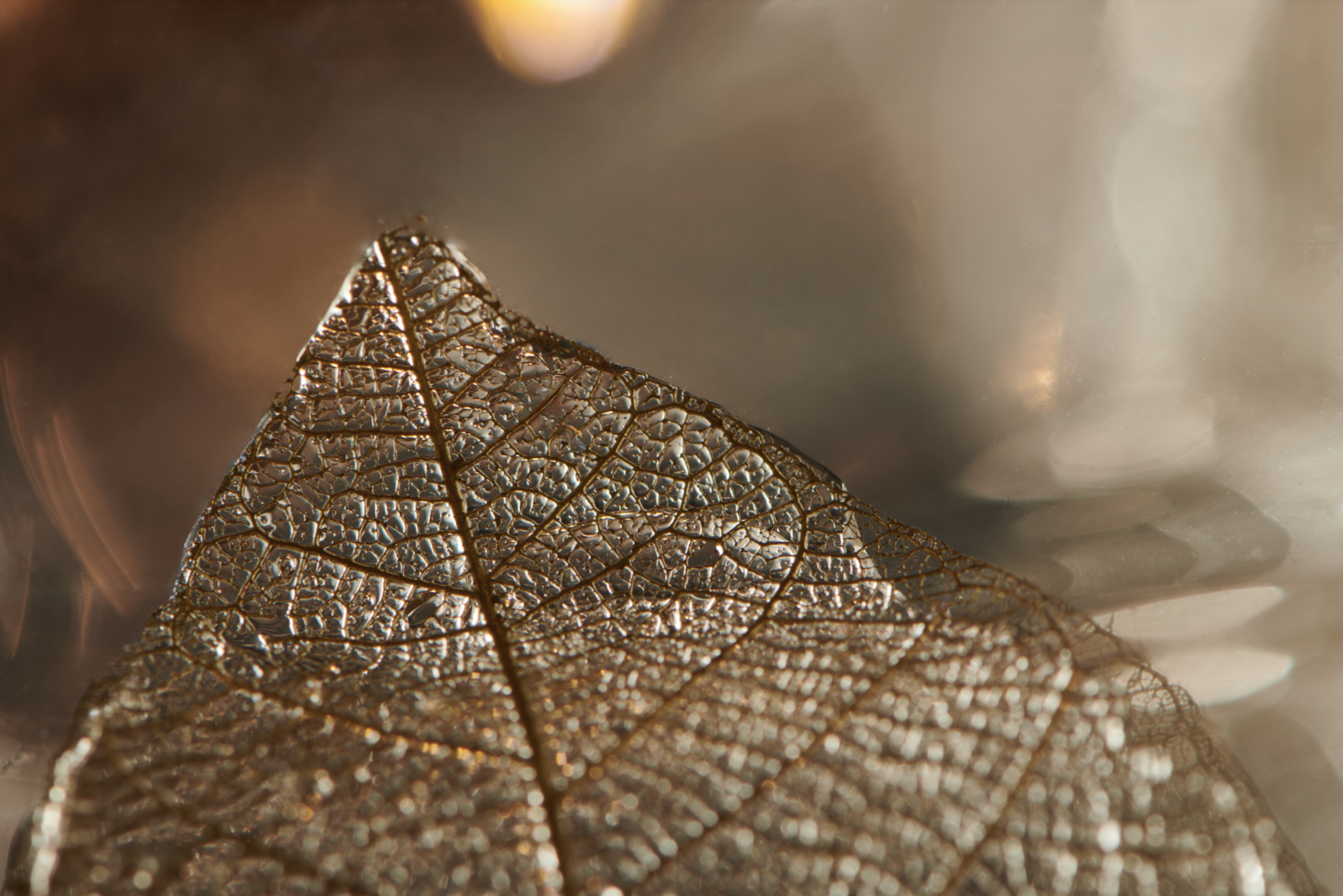 Close-up of a dried, leaf with visible intricate vein patterns, metallic sheen, and backlit appearance.