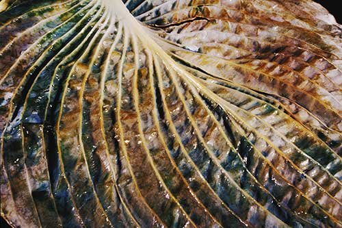 No. 72 Mount Auburn Cemetery, Cambridge, Massachusetts, 2000