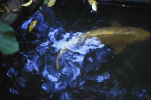 No. 80 Carp, Hiroshima, Japan, 1996