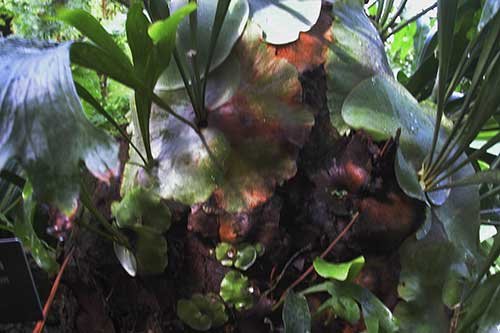 No. 84 Garfield Park Conservatory, Chicago, 2005