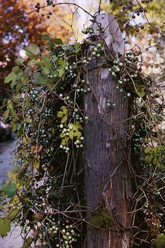 No. 110 Cambridge, Massachusetts, 1996