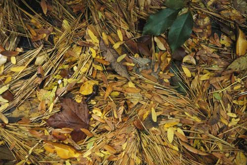 No. 212 On the patio, autumn, Cambridge, Massachusetts, 1995
