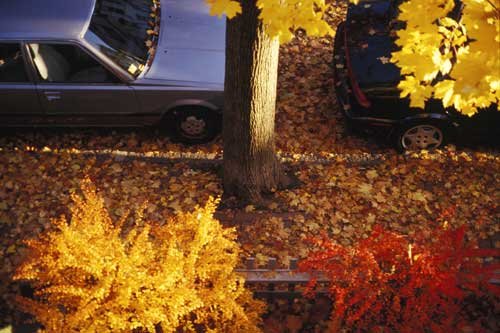No. 214 From the roof, autumn, Cambridge, Massachusetts, 1996
