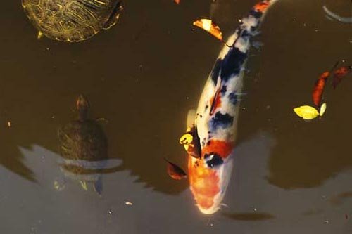No. 216 Carp, Hiroshima, Japan, 1996