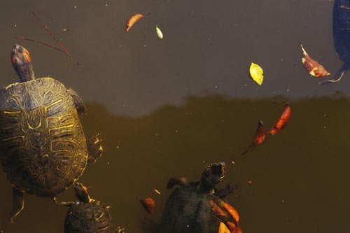 No. 218 Turtles, Hiroshima, Japan, 1996