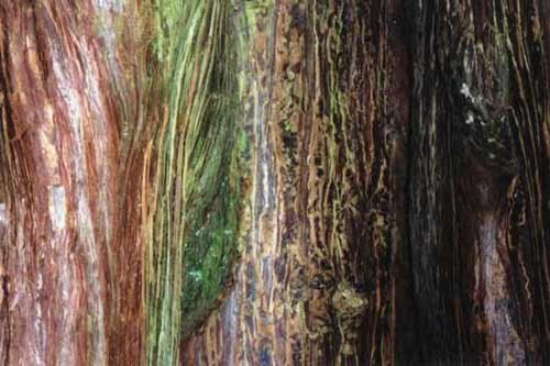 No. 228 Westonbirt Arboretum, Gloucestershire, England, 1998