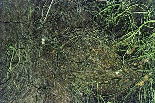 No. 230 Westonbirt Arboretum, Gloucestershire, England, 1998