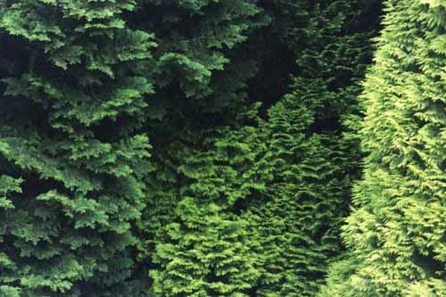 No. 234 Westonbirt Arboretum, Gloucestershire, England, 1998