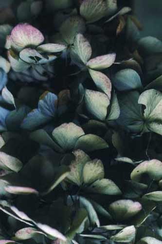 No. 236 Blue hydrangea, Cambridge, Massachusetts, 2000