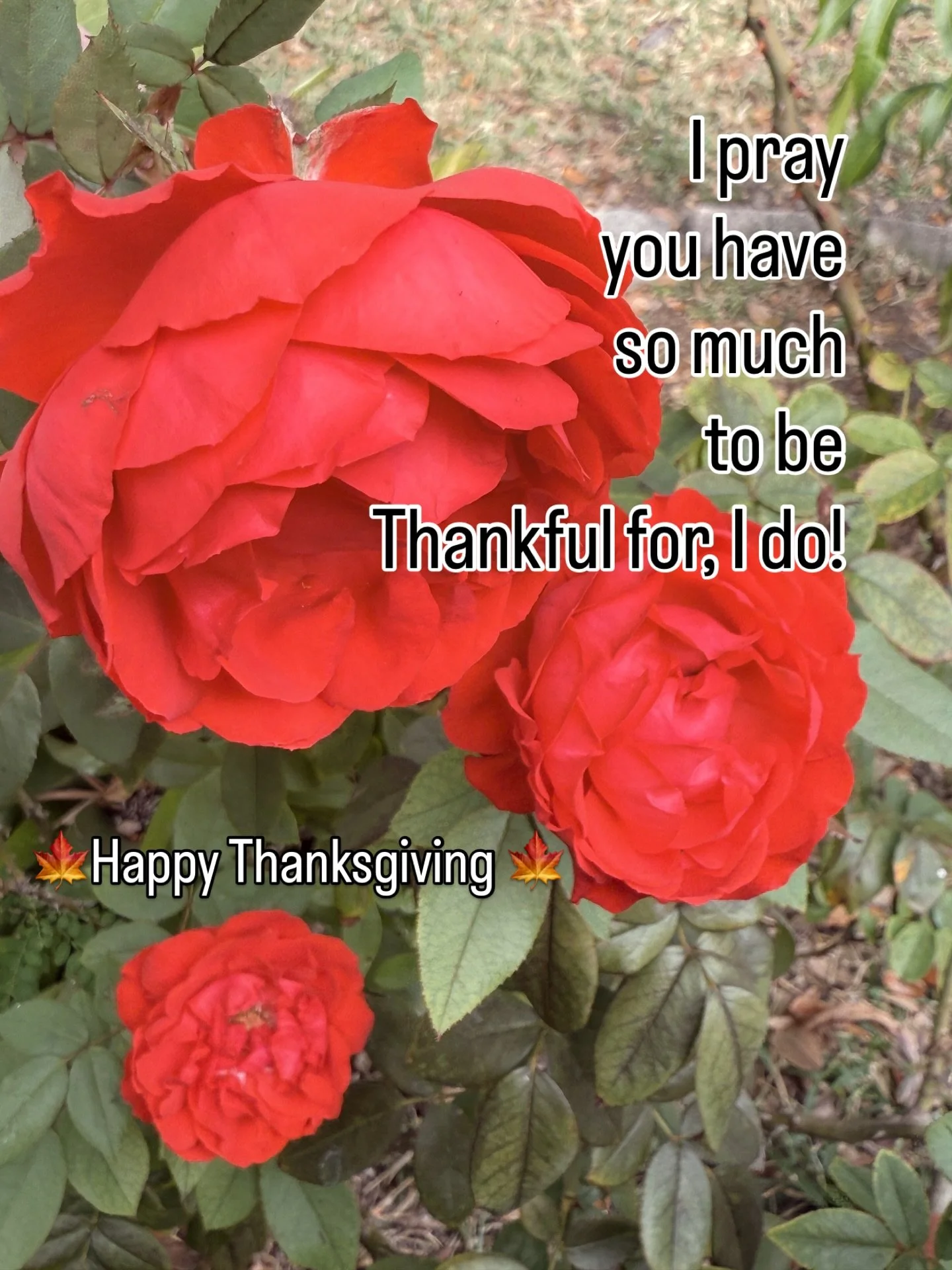 Happy Thanksgiving to you! My hope for you is that you have a life beyond your wildest dreams. I am so grateful for mine. #thanksgiving #thanksgivingprayer #family