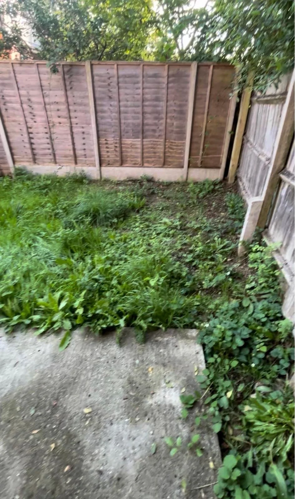 When we first stepped onto this garden, it was closer to a jungle than a usable space. Overgrown weeds and tangled grass had completely taken over, making the area feel neglected and overwhelming. Not to mention a decrepit fence and a tired old shed