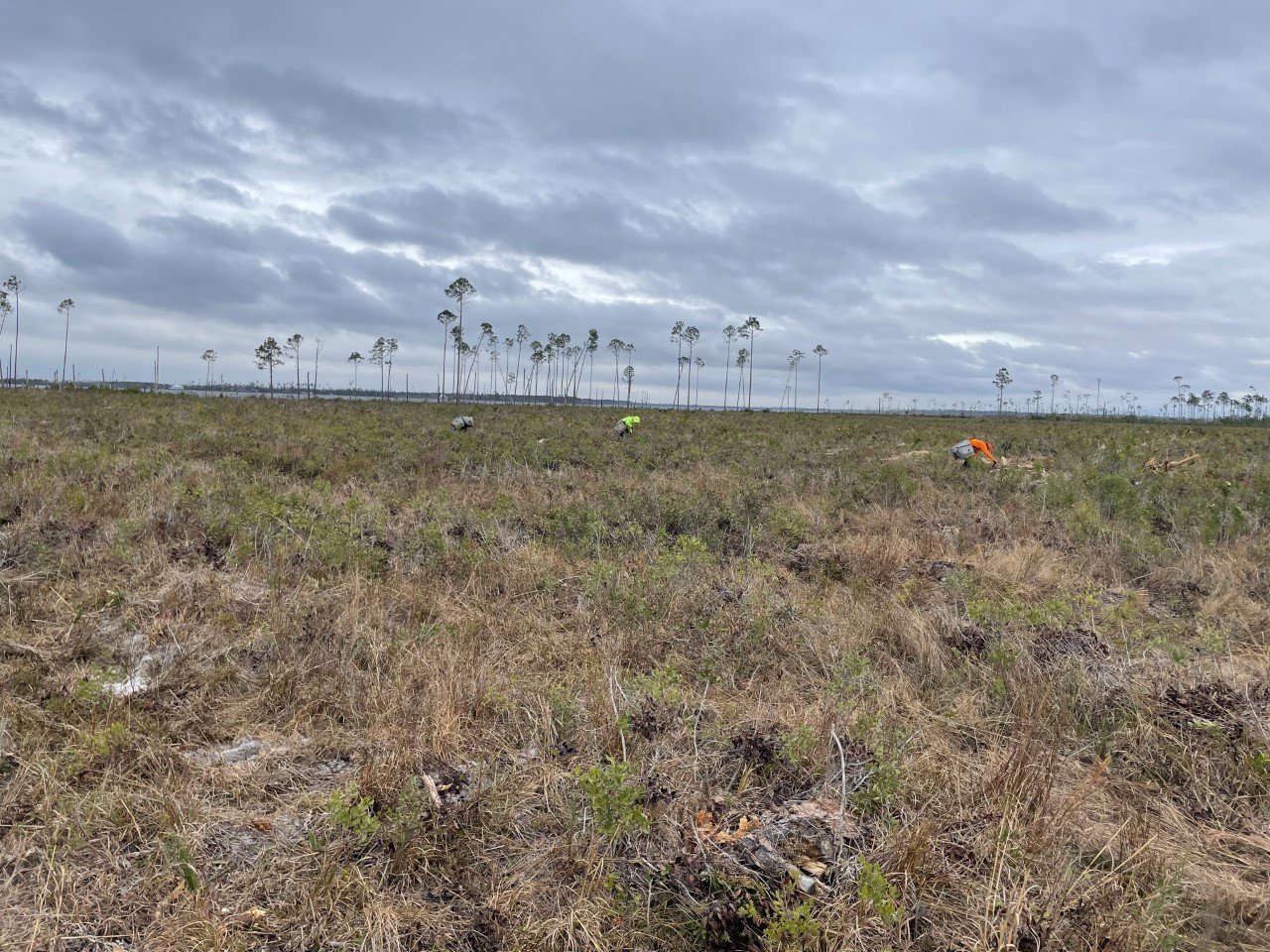 RF13675_Sandhills Prescribed Burn Association_Hoke Community Forest_NC_2022(1).jpg