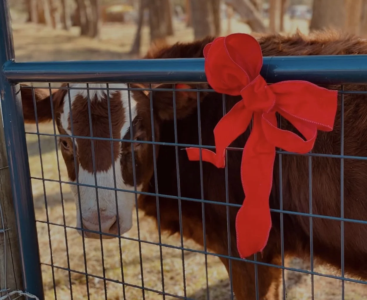 Broken Spoke Farm Holiday Event