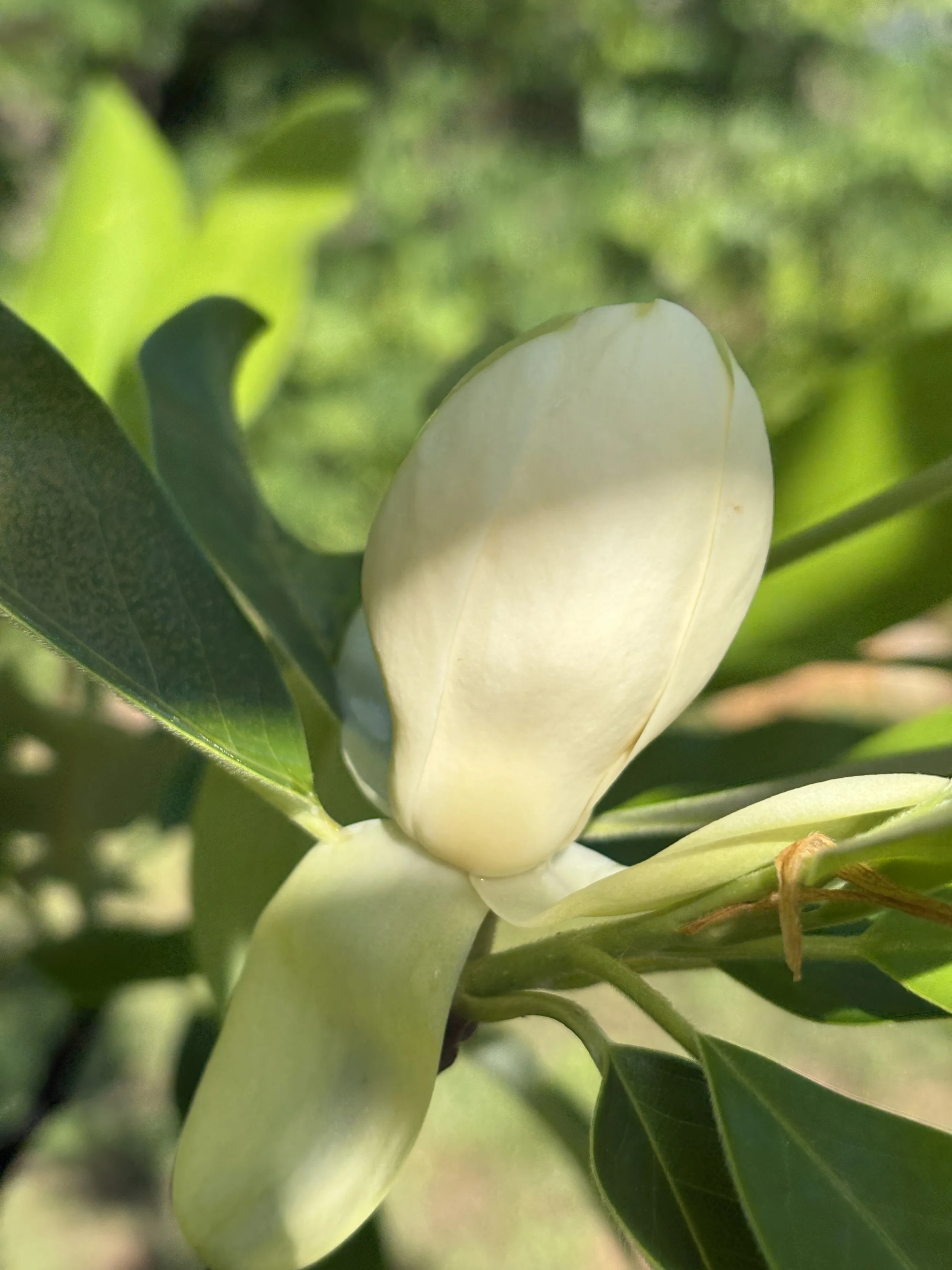 Cullowhee Native Plant Conference, Botanical Bitters Workshop