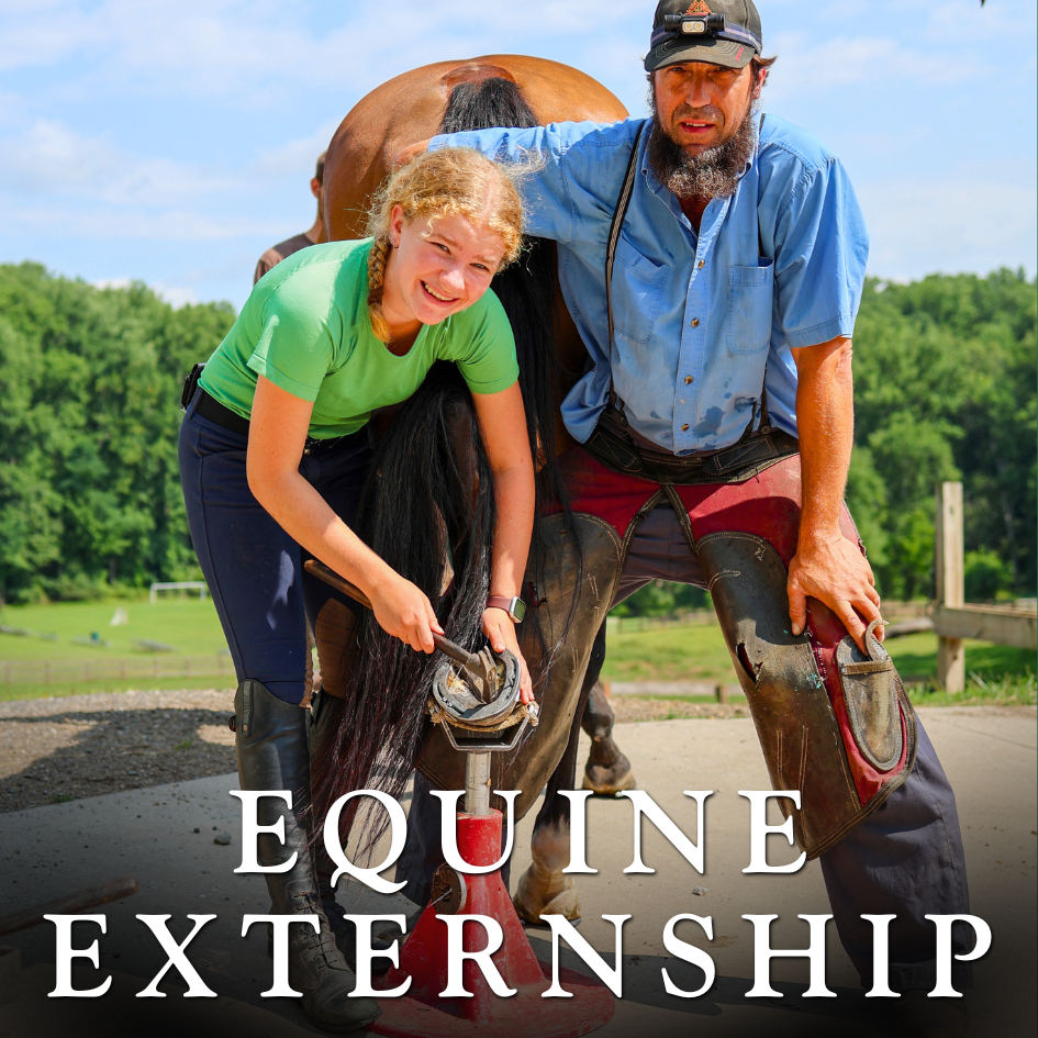 EQUINE EXTERNSHIP