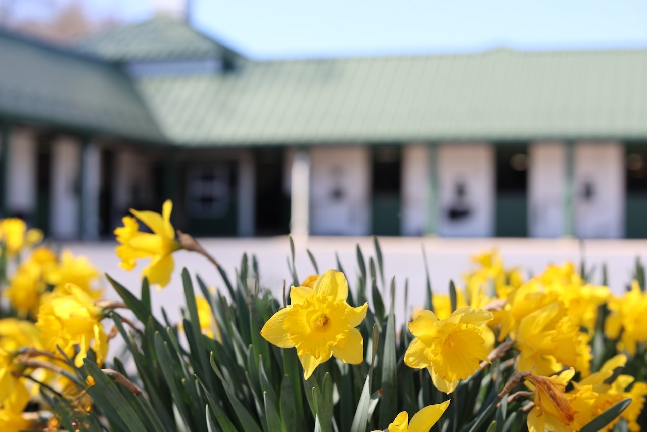 Close-up of yellow daffodils in front of a blurred building with a green roof.