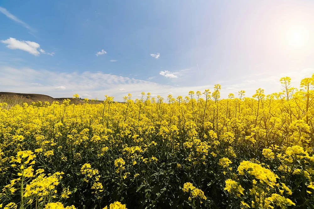 MPs celebrate canola tariff relief, but national security, pork, remain opposition concerns with China