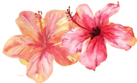 Two pink and peach-colored hibiscus flowers with ruffled petals.