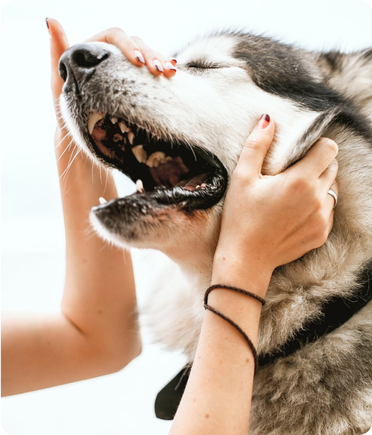 Making a Difference in a Shelter Pet's Life
