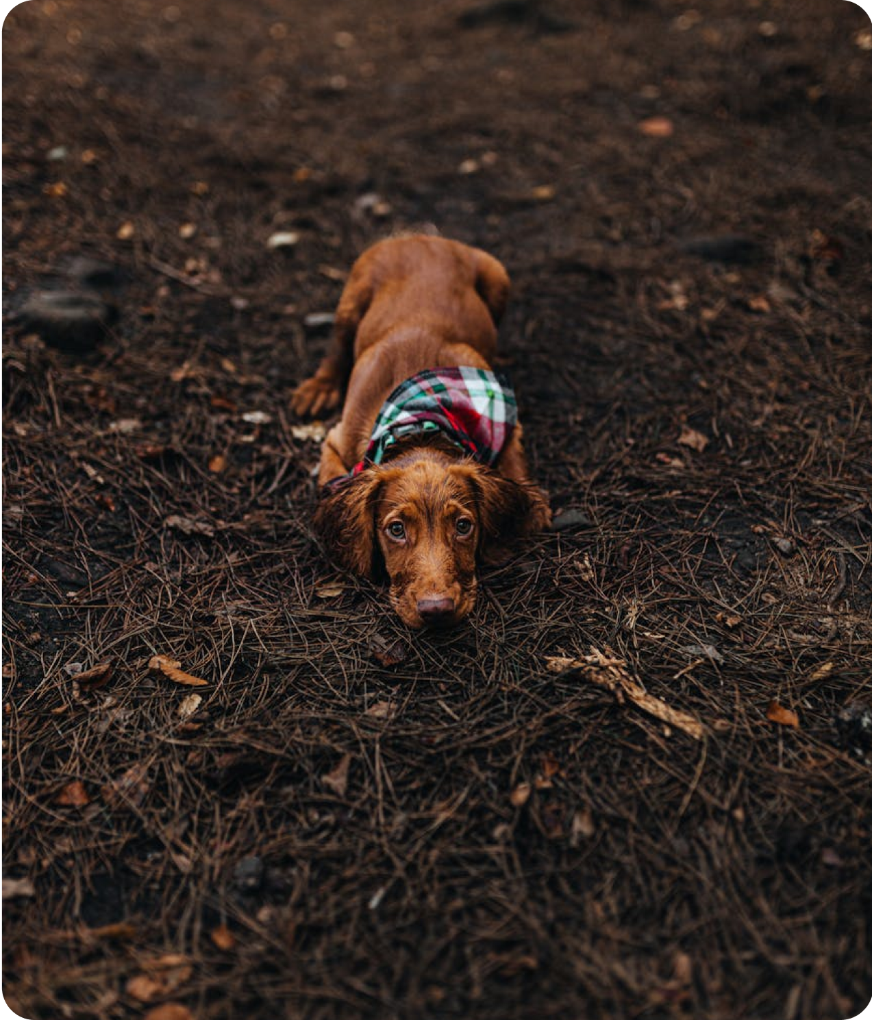 Fashion for a Cause: Ways to Support Animal Rescue