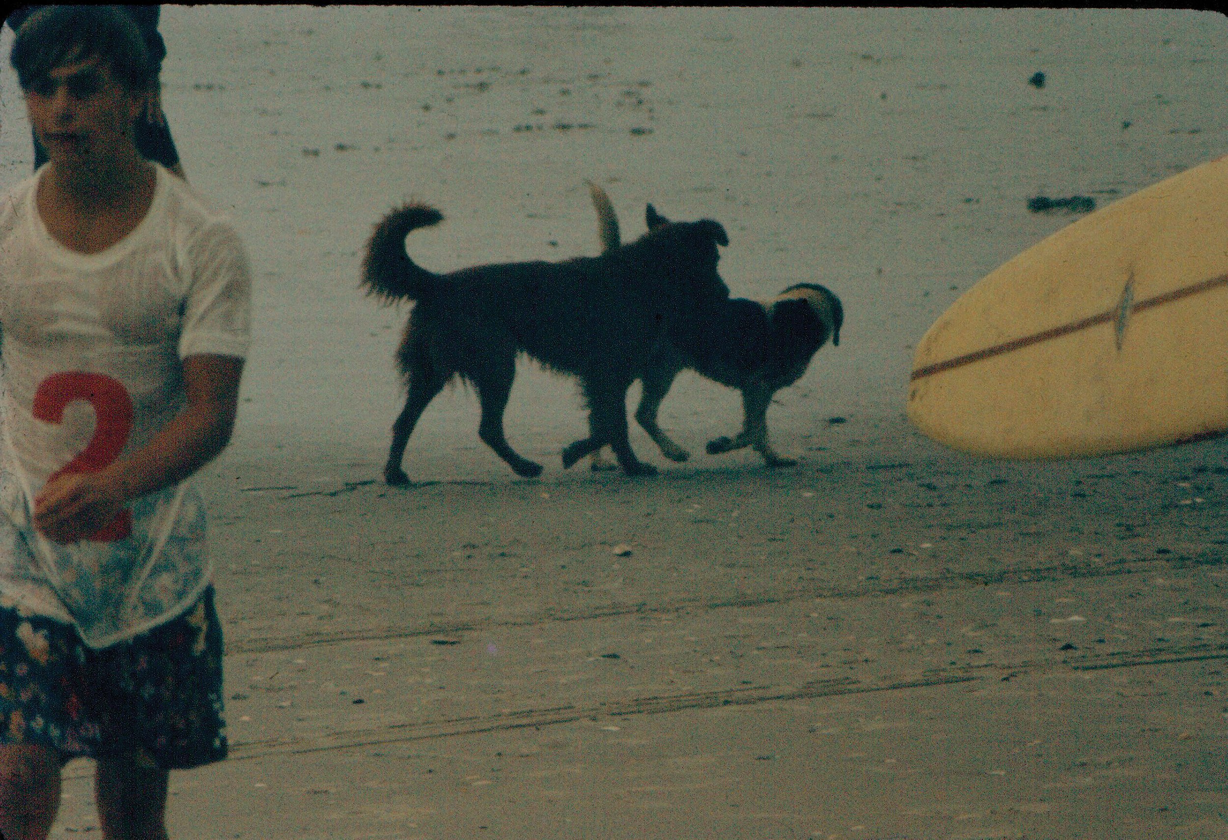66_7-10 dogs at contest.jpg