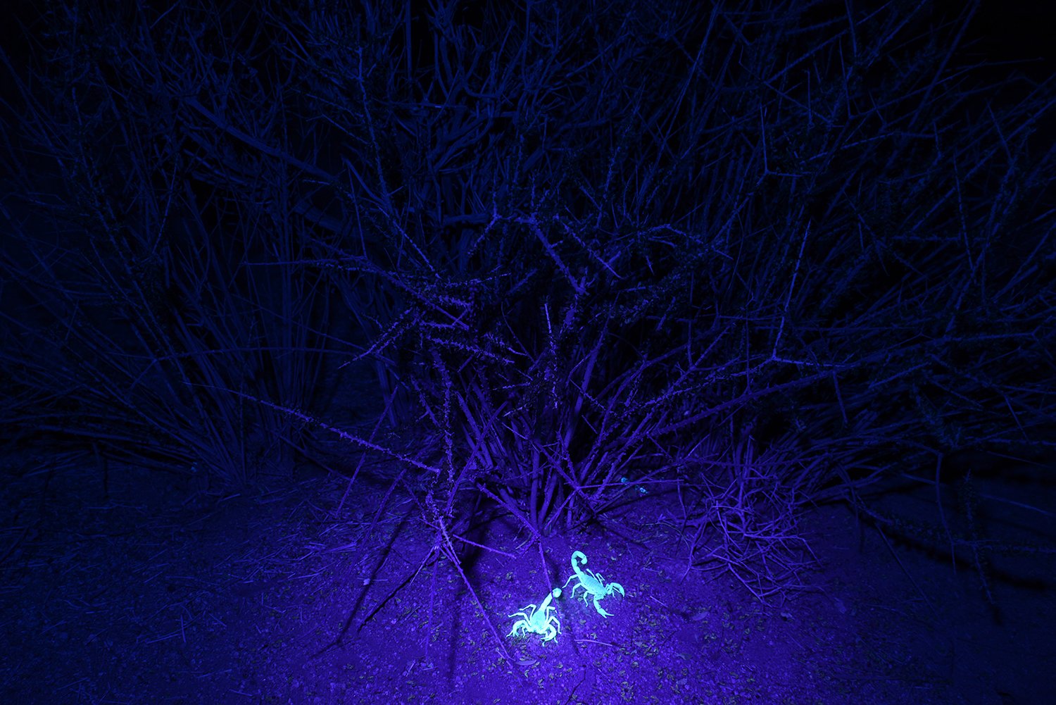Scorpions, Joshua Tree, CA, 2016