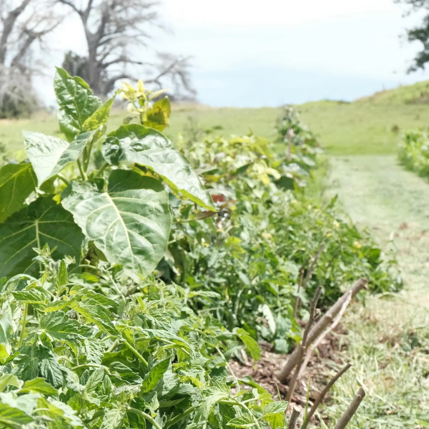 Here&rsquo;s a few shots from our revisit at Ihumatao
Things are growing really well 🌱 
This space is already feeling so different as it starts its journey into a productive and regenerative system to learn, play and feed the community. 
Well done @