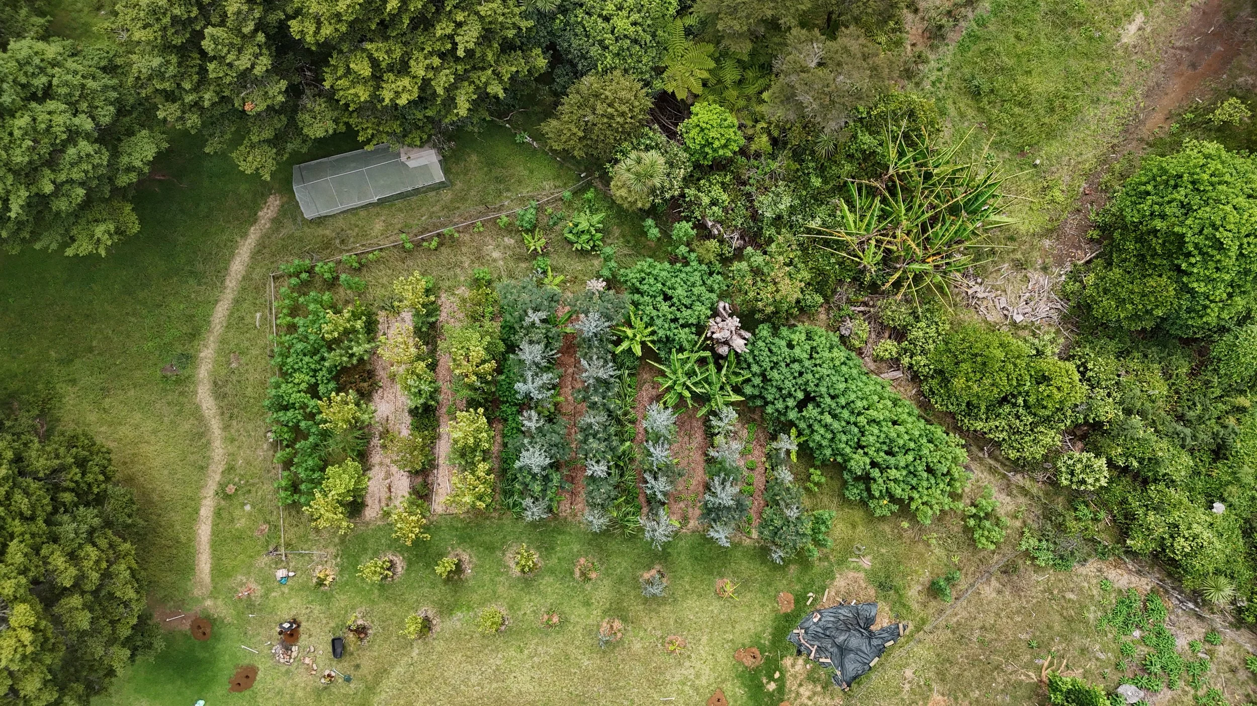 What is Syntropic Agroforestry?