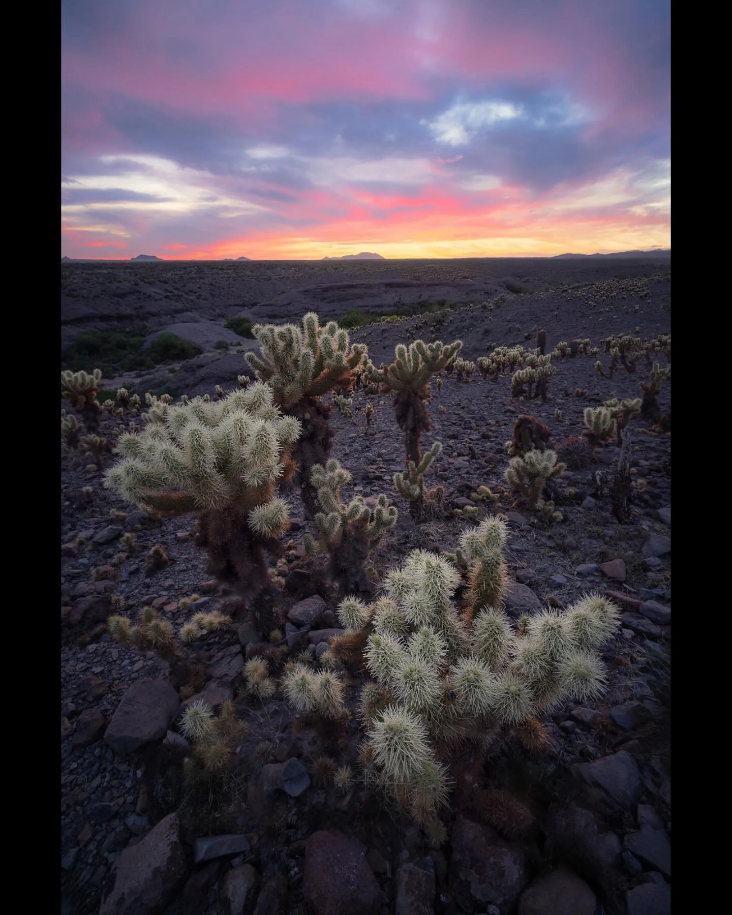 Trekked south to find some wildflowers but the bloom hasn&rsquo;t quite hit yet, so we got some cholla at sunset instead!🌵🫠
.
.
.
#cholla #pheonix #thevalley #nau #landscapesphotography #shimoda #canonusa #3leggedthing #cactus #summertime #epic_lan