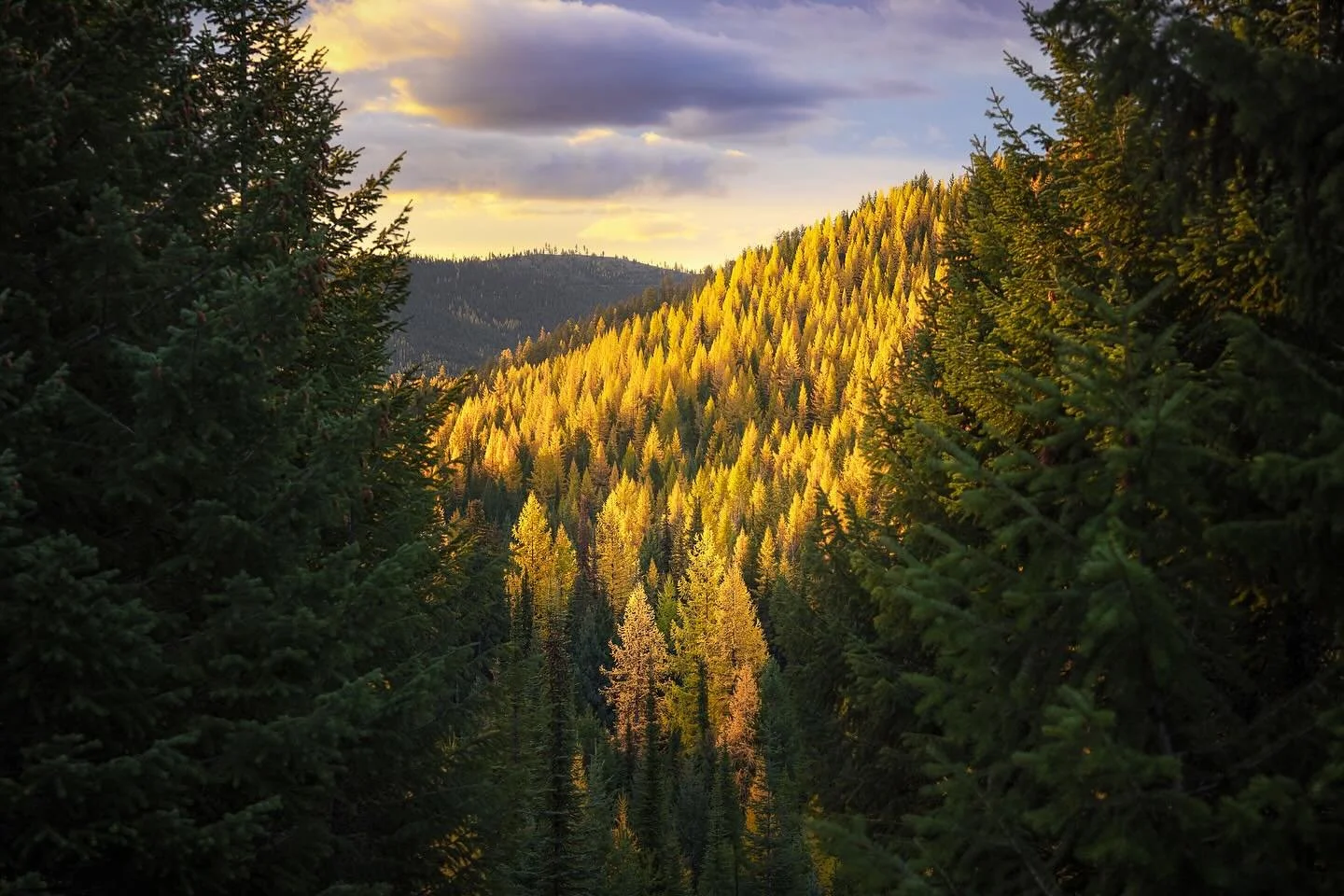 Took a break from posting - but some light is worth waiting for🙌
.
.
.
#montana #montanaphotography #visitmontana #montanalife #bigskycountry #montanamoment #montanawild #larch #larches #tamarack #tamaracks #larchseason #fallinmontana #autumninmonta