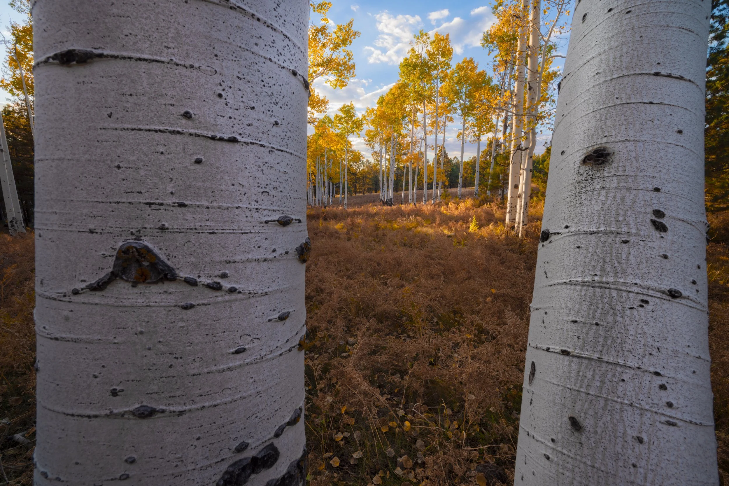 View of a forest with tall, white-barked aspen trees and yellow foliage, an Arizona seen through two large aspen tree trunks in the foreground during autumn.