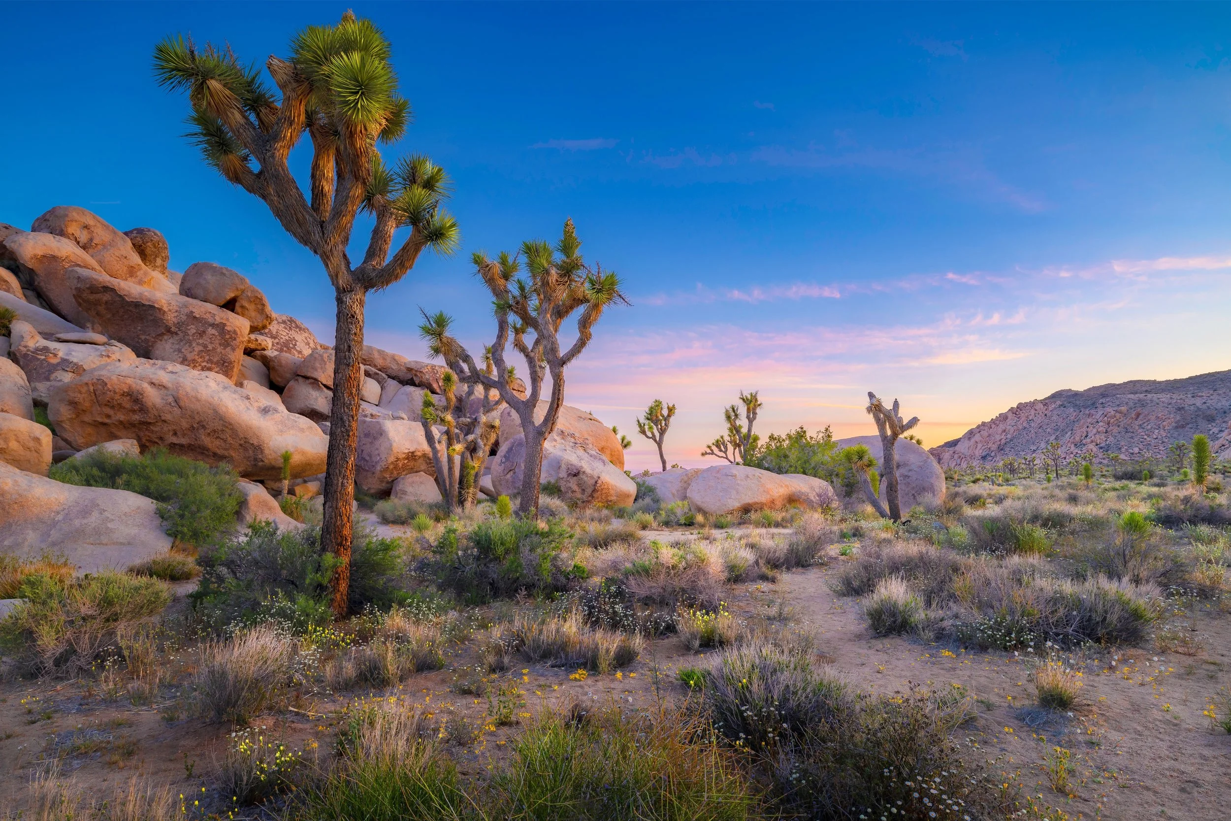 JoshuaTree2.jpg