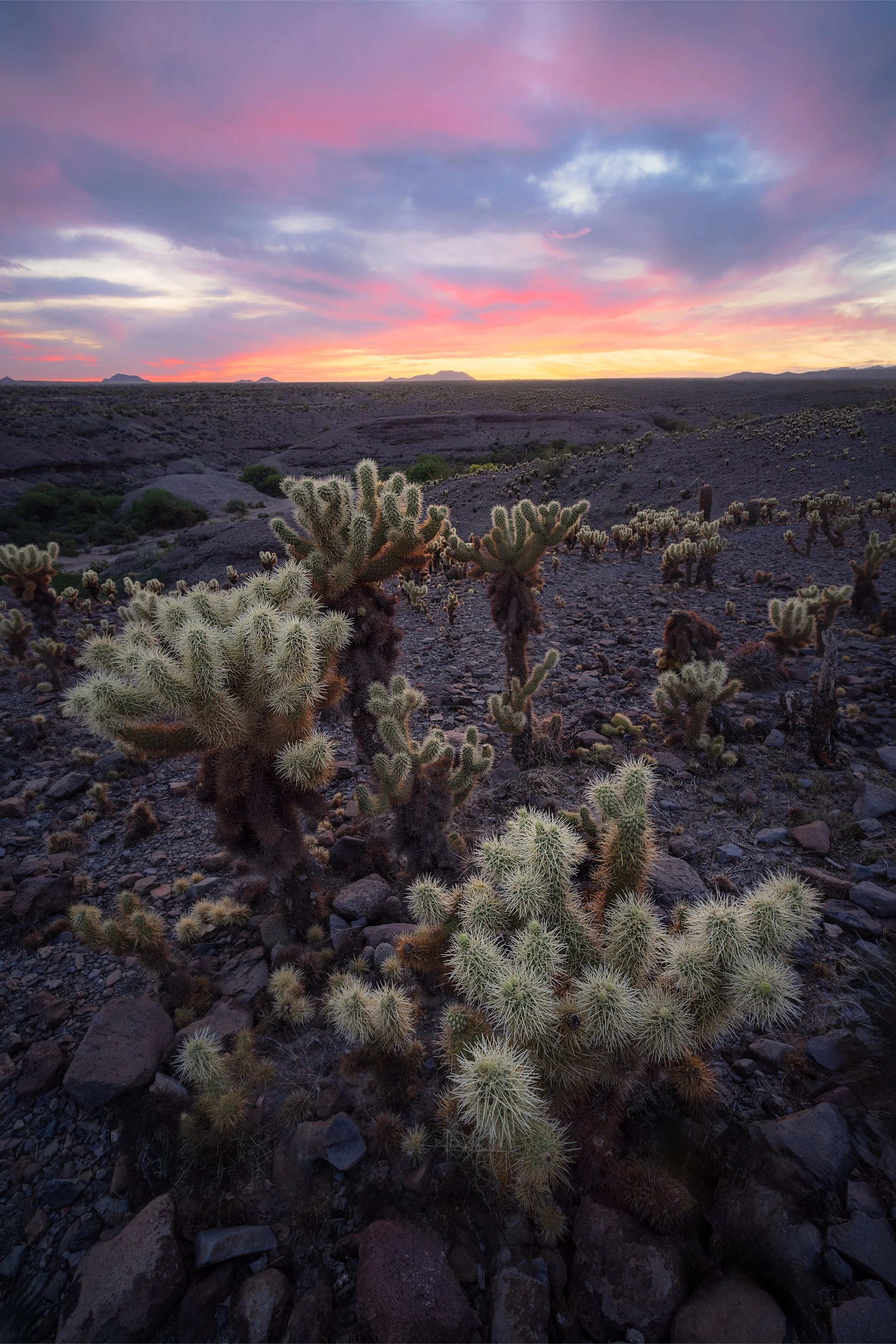 ChollaSunset.jpg