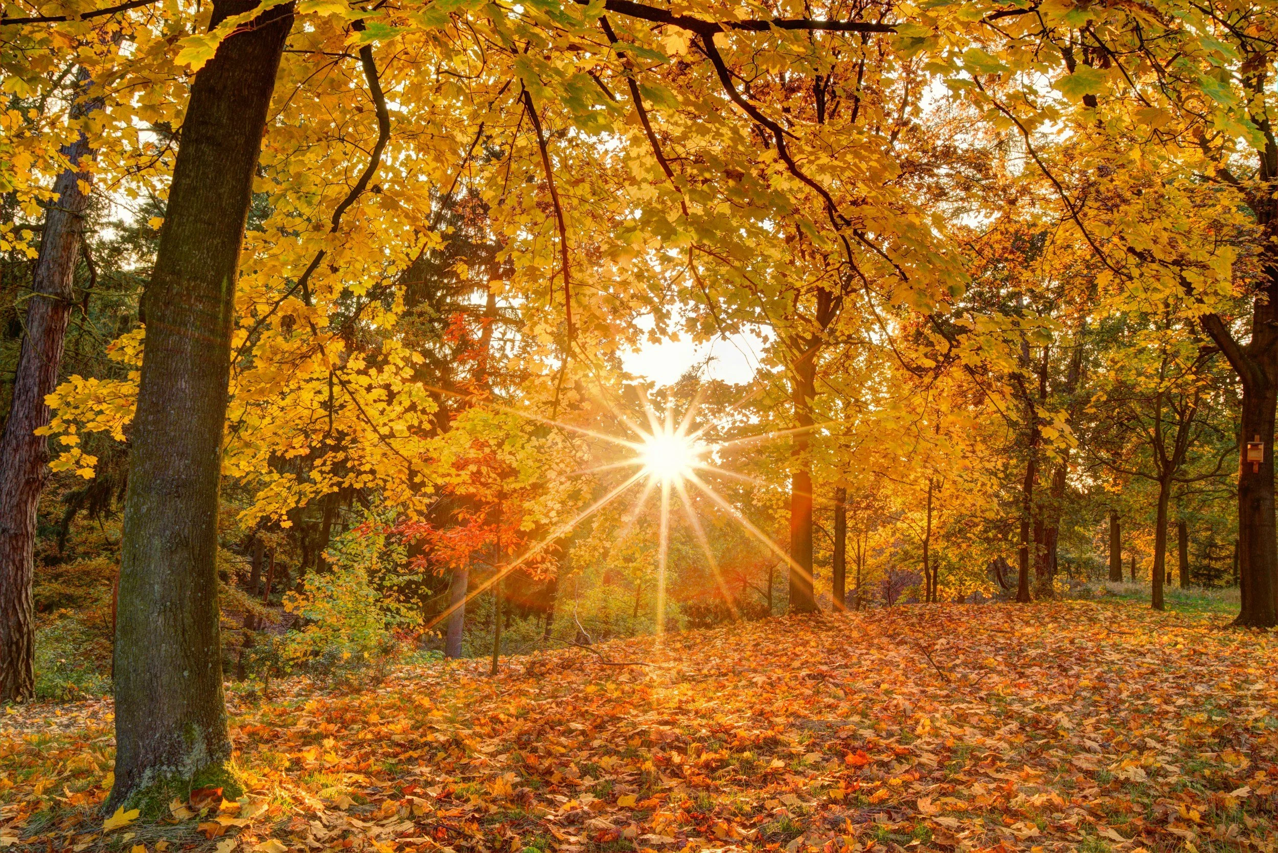 The Fall Equinox as a Threshold: What This Season Can Teach Us About Healing