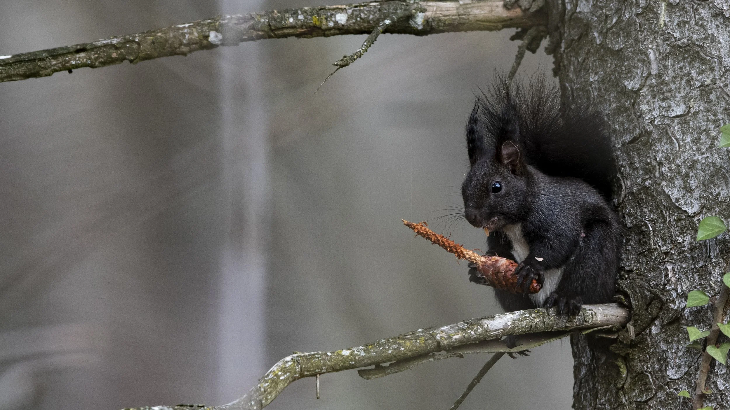Eichhörnchen mit Zapfe