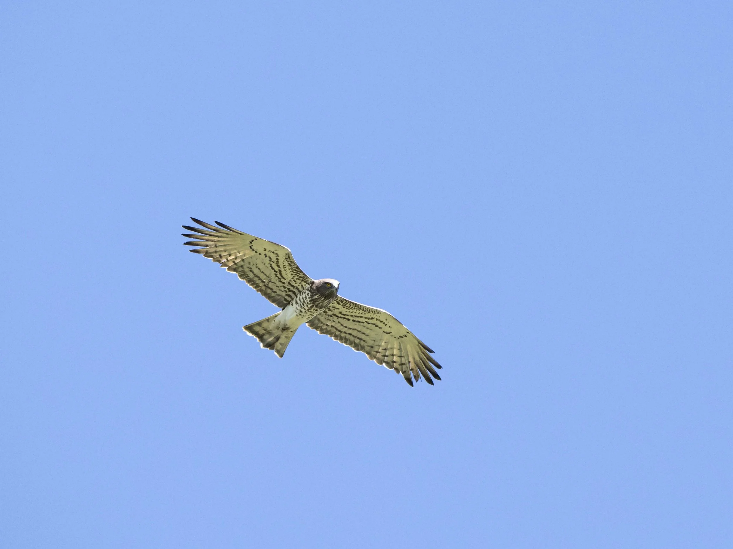 _DSC0686.jpg