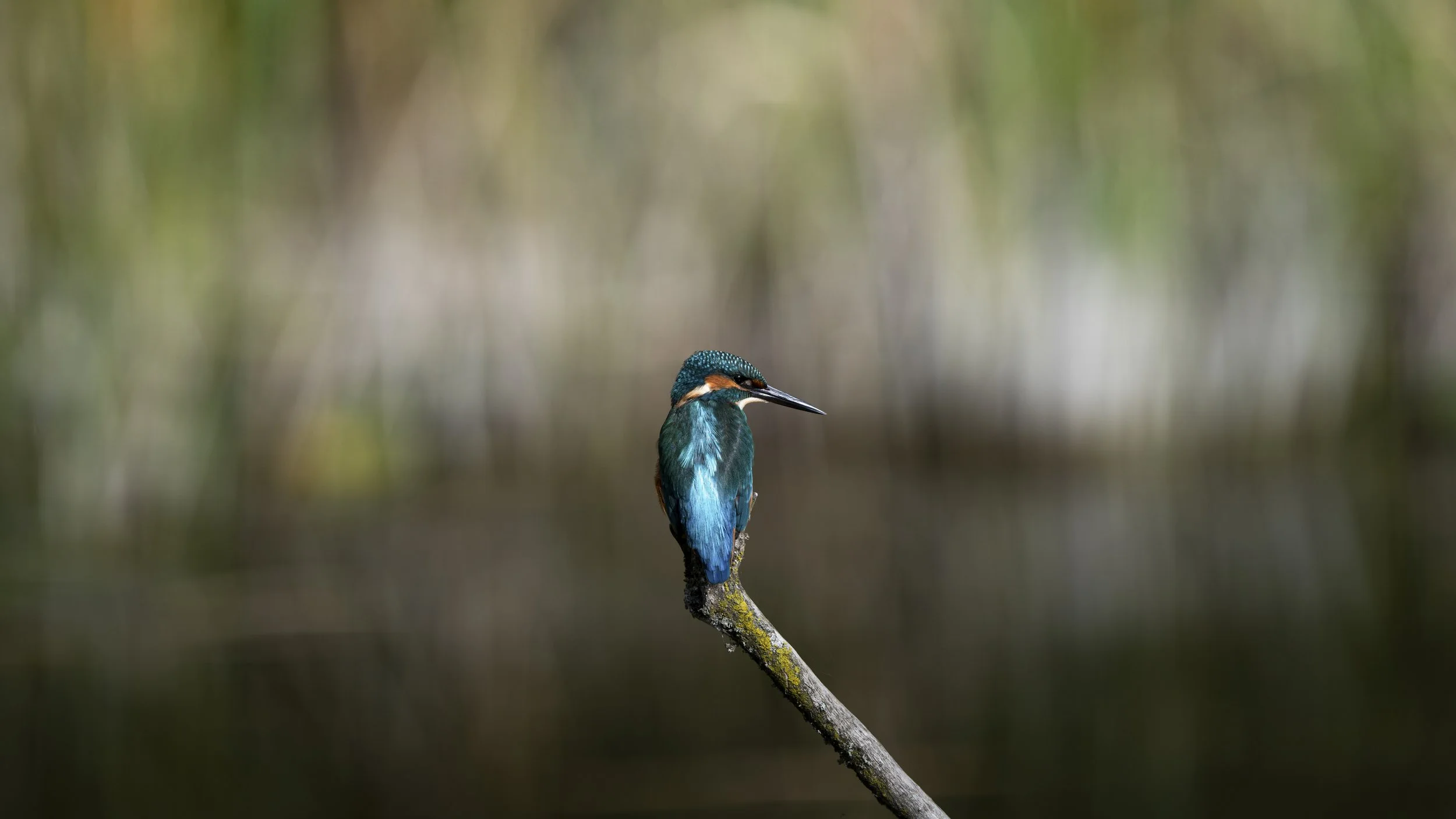 Eisvogel