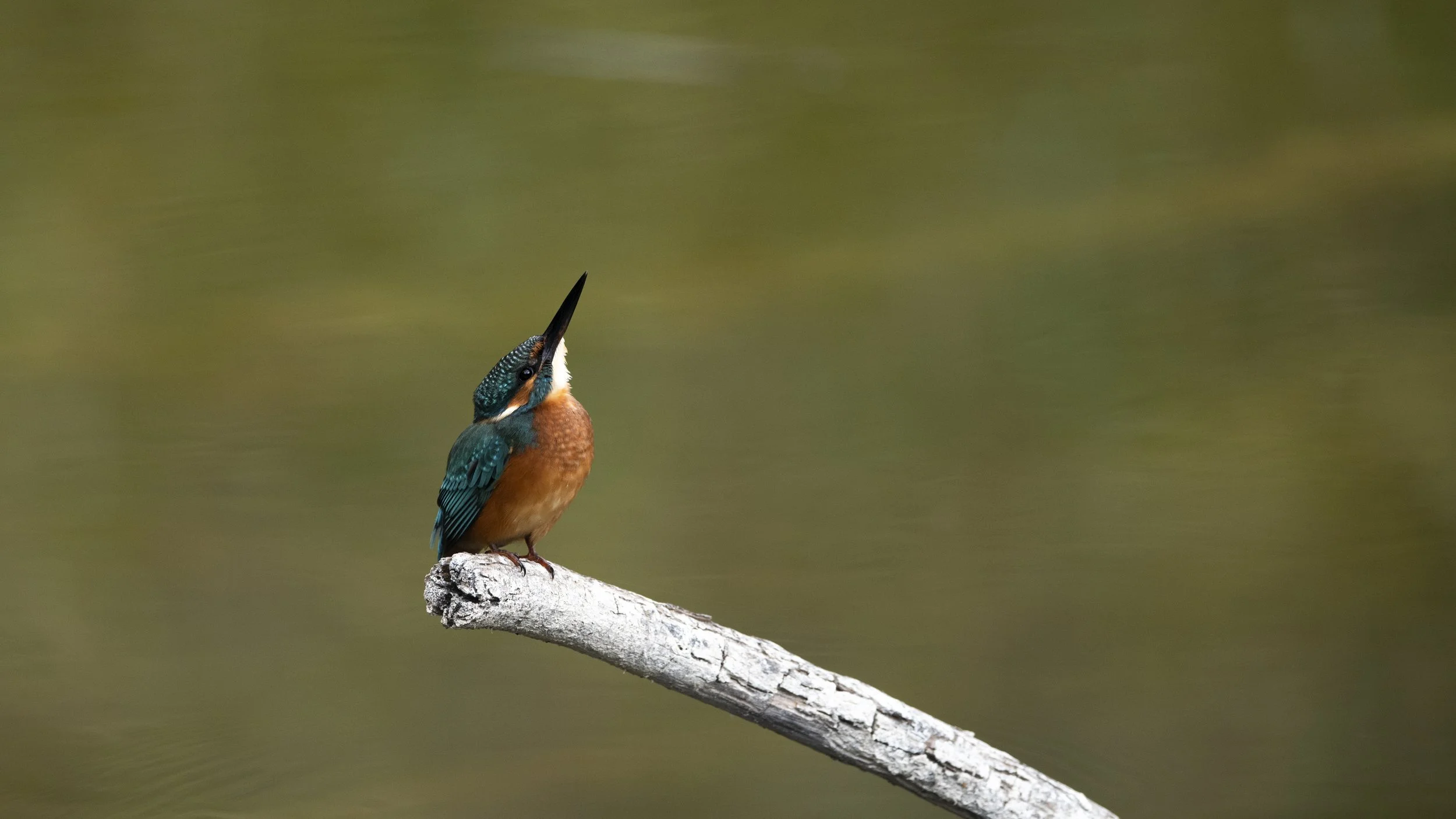 Eisvogel