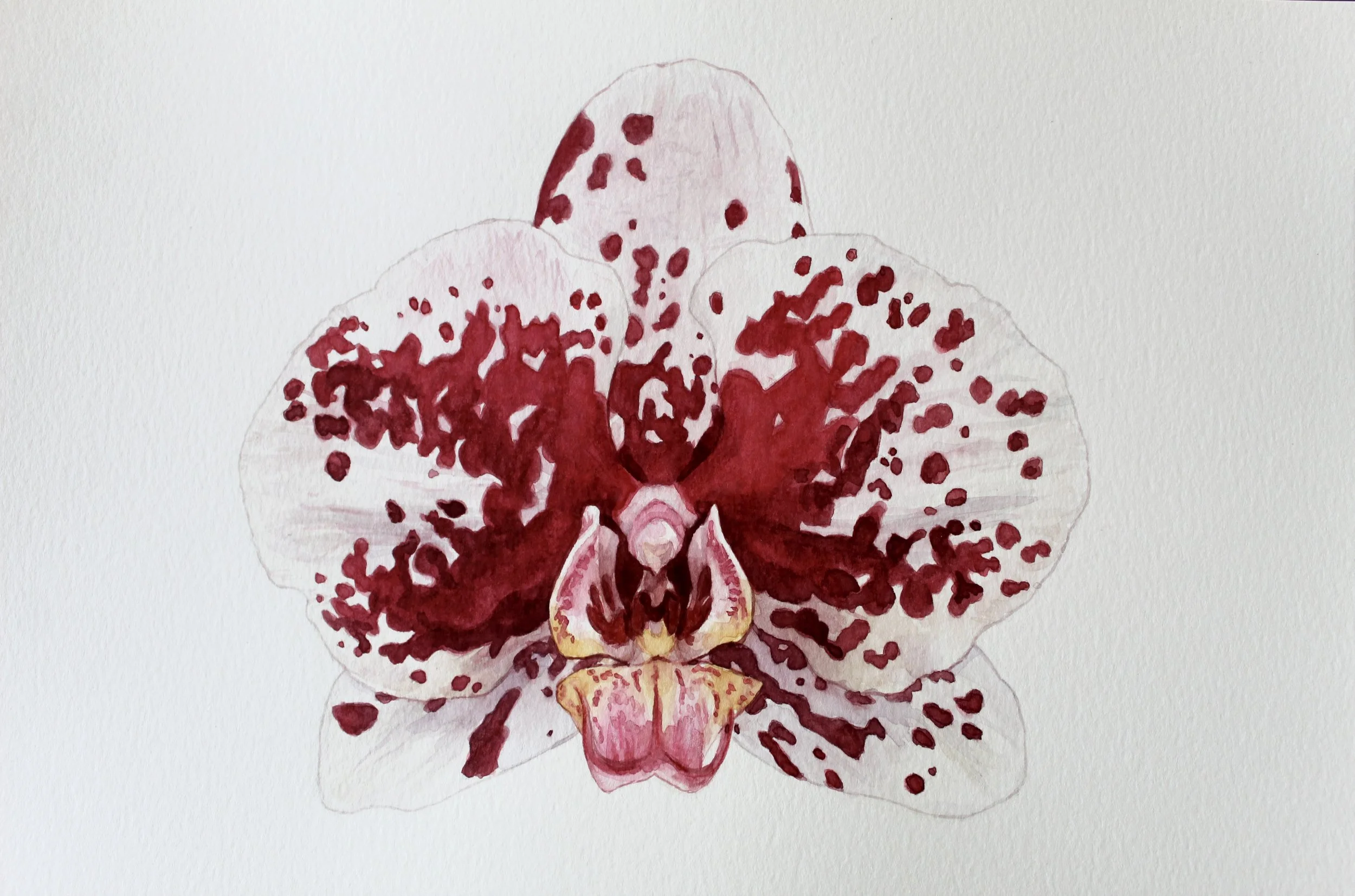 Watercolor Collection