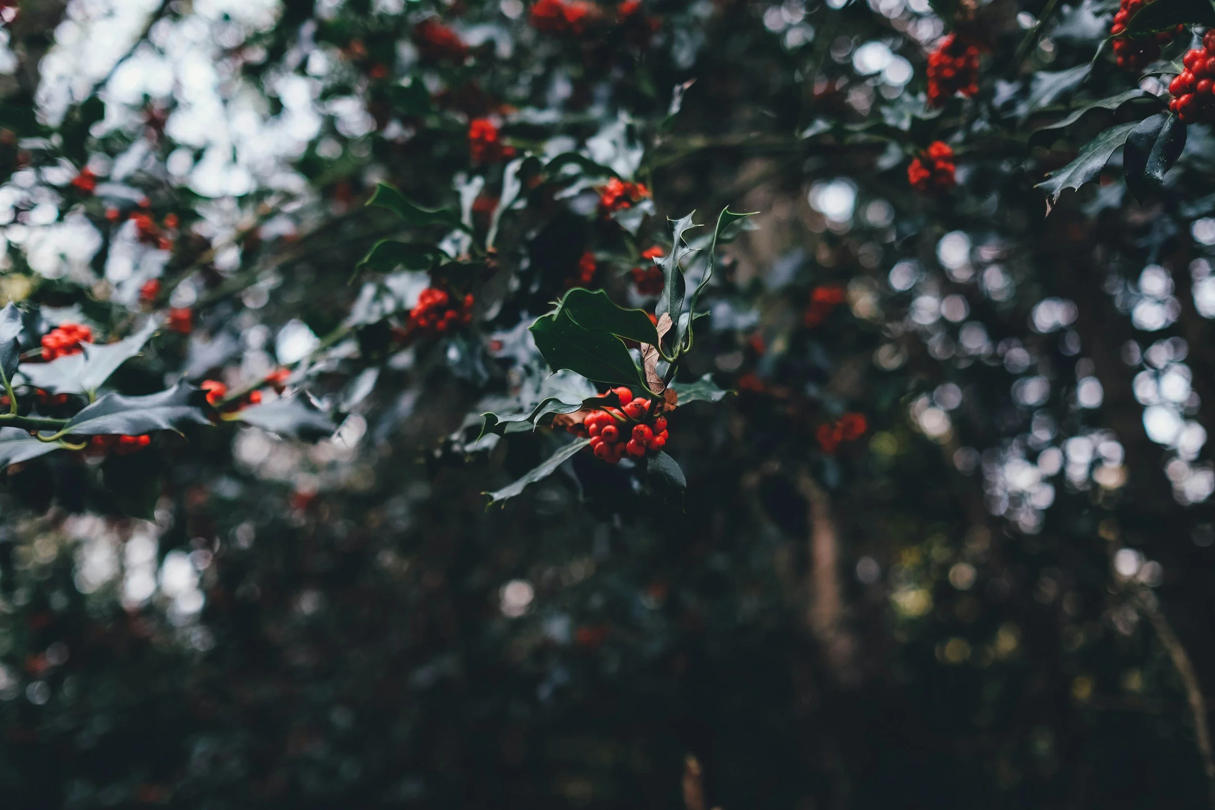 Your First Christmas After Divorce: How to Make It Easier for Your Children (and You)