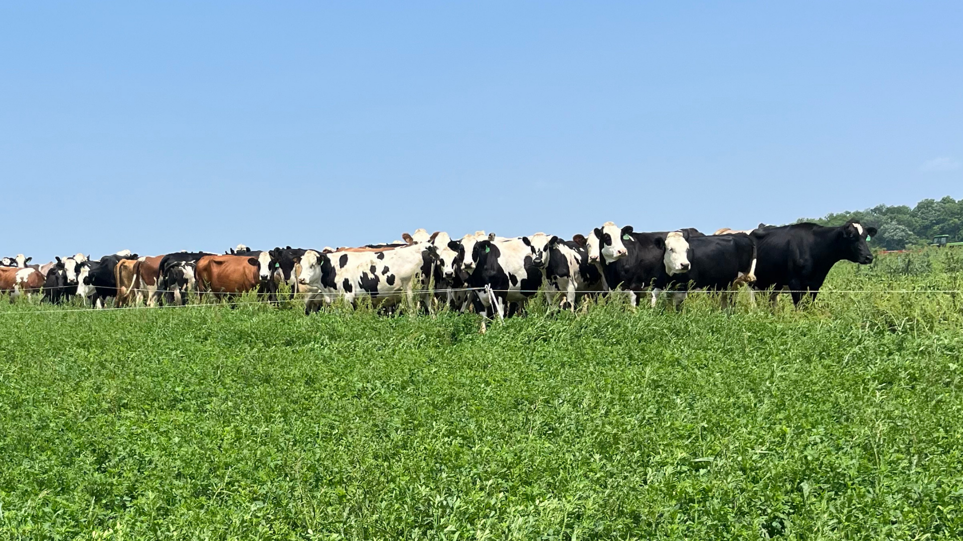 Dairy Grazing Pasture Walk